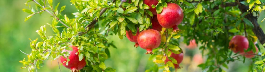 pomegranate increase blood oxygen
