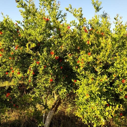 Pomegranate organic farming eco milestone food for your genes