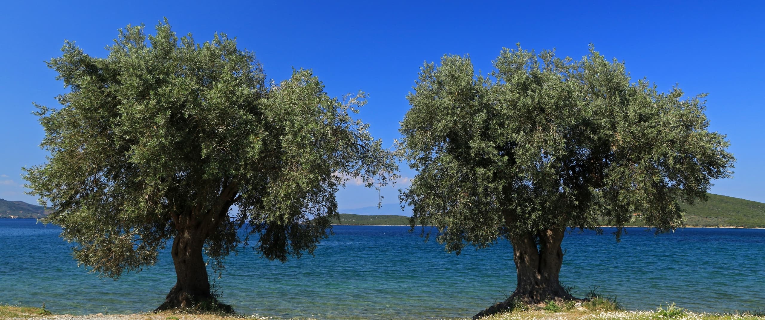 Metabolic & Heart Reset