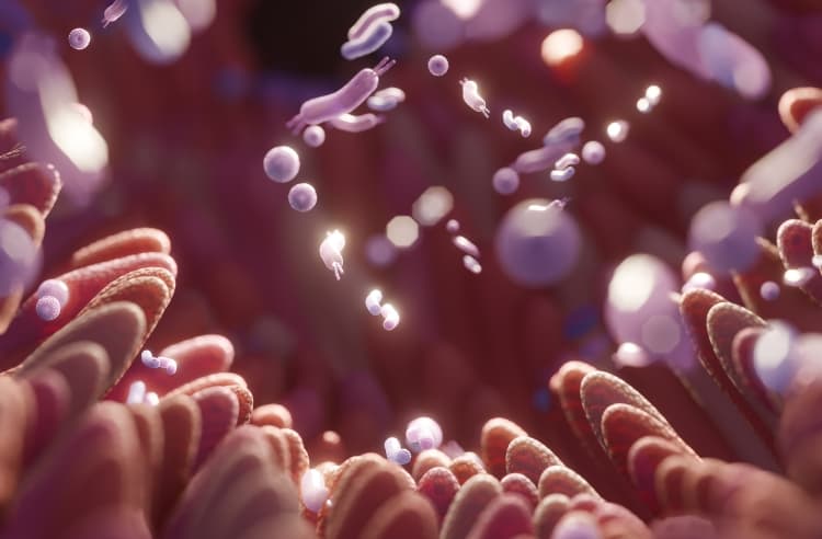 gut health supplements