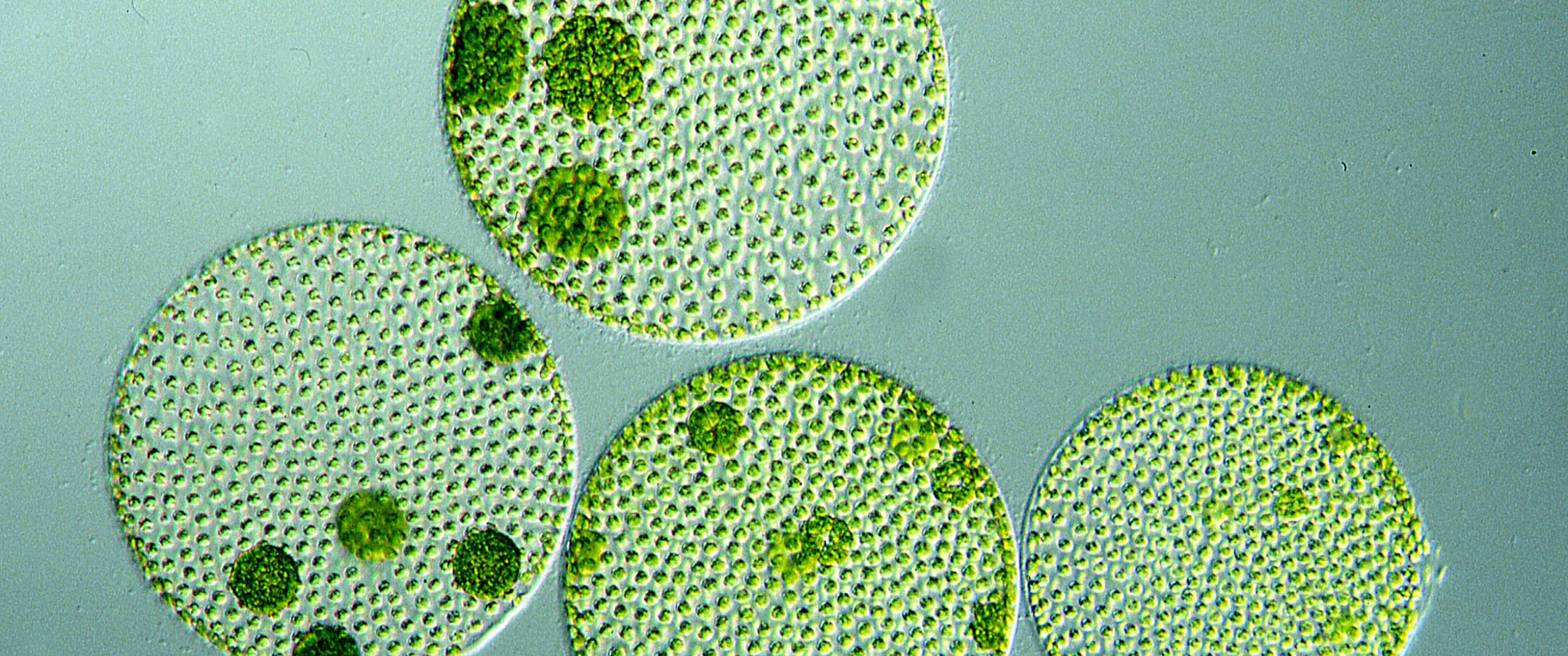 Algae Omega-3s vs Fish Oil
