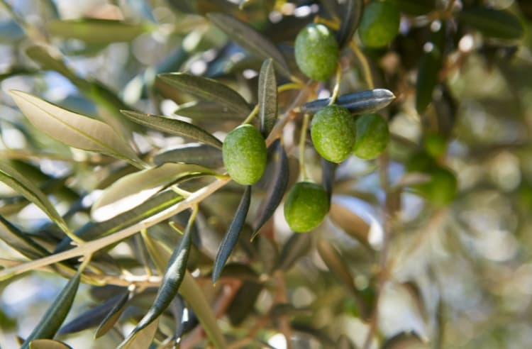 bitter taste polyphenol supplements