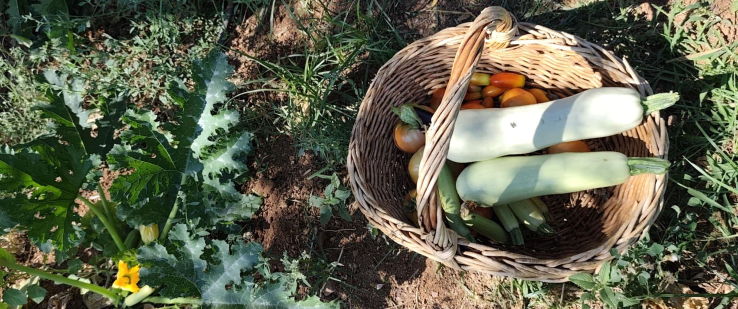 milestone-food-for-your-genes-functional-food-frontpage (2560 x 1072 px)-14-1