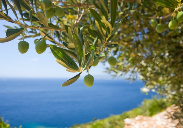 Olive Tree Synergy (1920 × 750 px) (640 × 450 px)