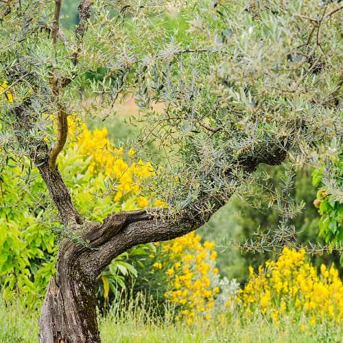 milestone food for your genes high phenolic olive oil biodiversity
