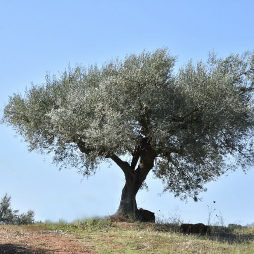 milestone food for your genes our olive yards