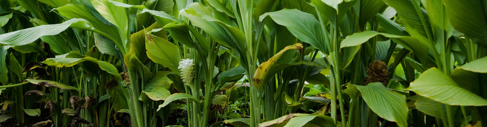 curcuma-background-milestone-food-for-your-genes