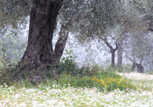 olive tree our origins milestone food for your genes