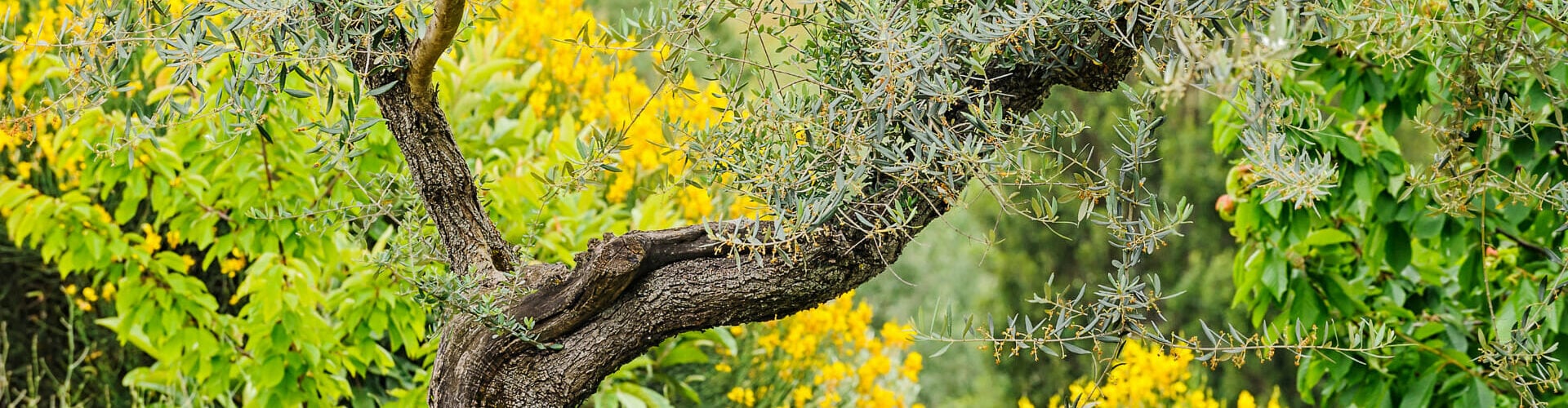milestone-food-for-your-genes olive yard biodiversity 208 1920-×-575